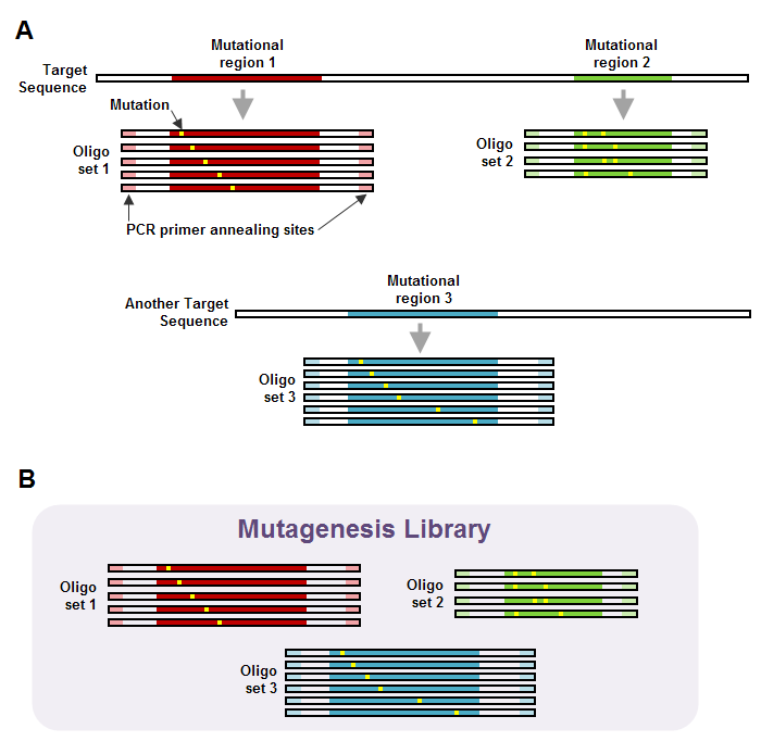 mutagenesis_lib_diagram.gif