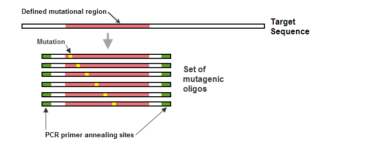 mutagenic_oligos.gif